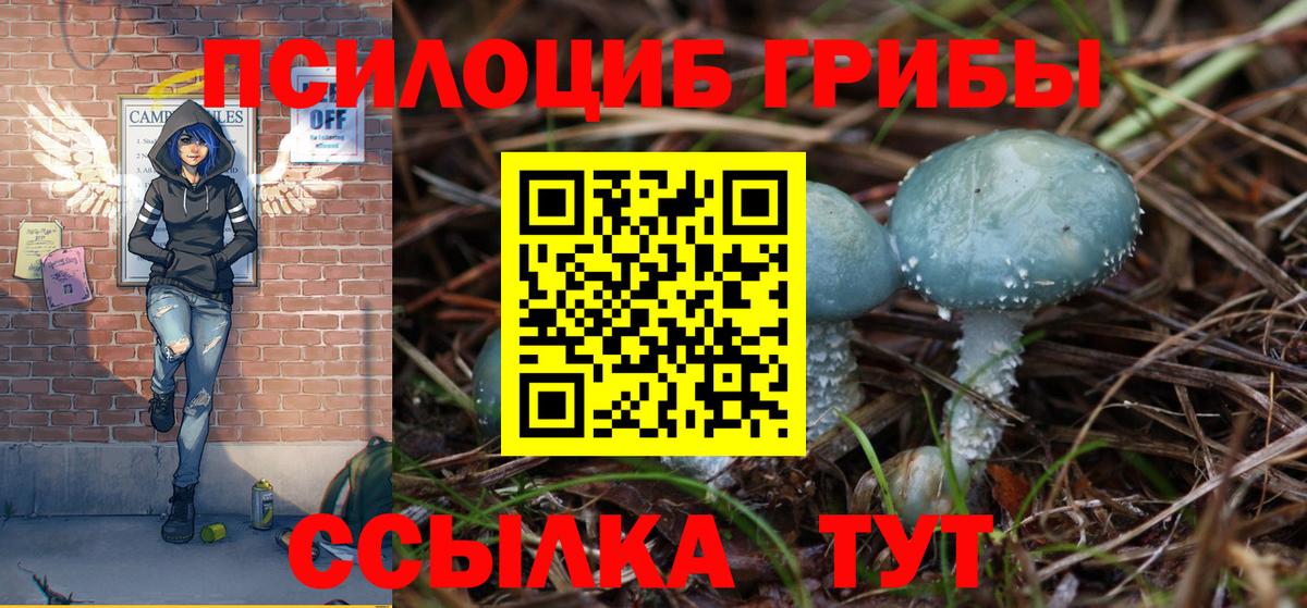 Галлюциногенные грибы Psilocybe Кропоткин